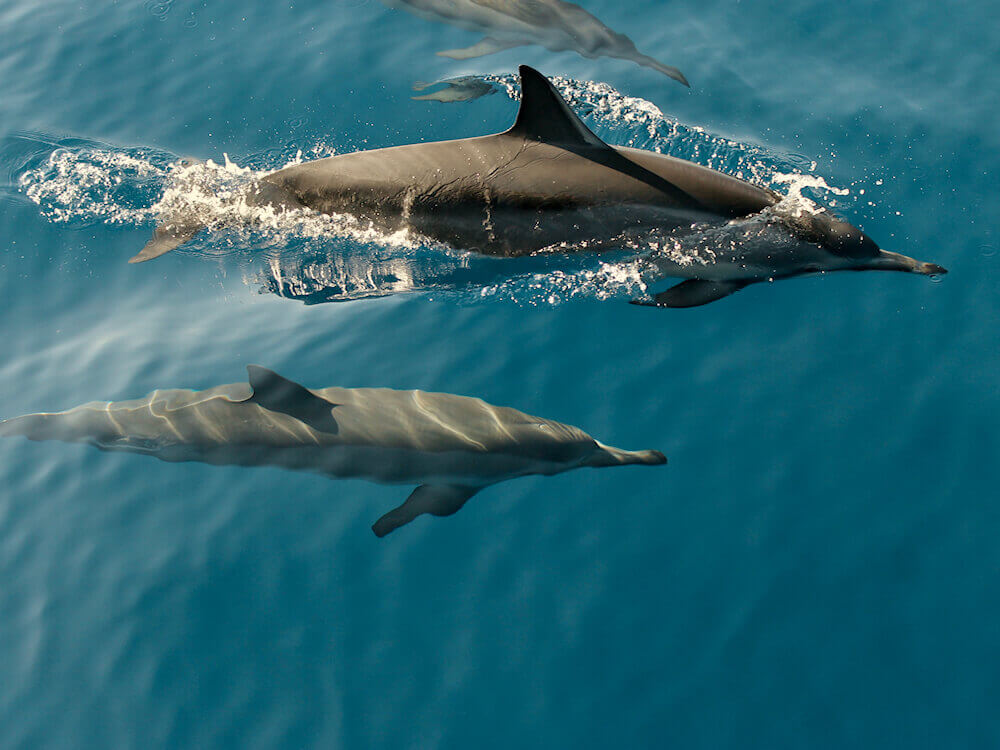 observation des dauphins